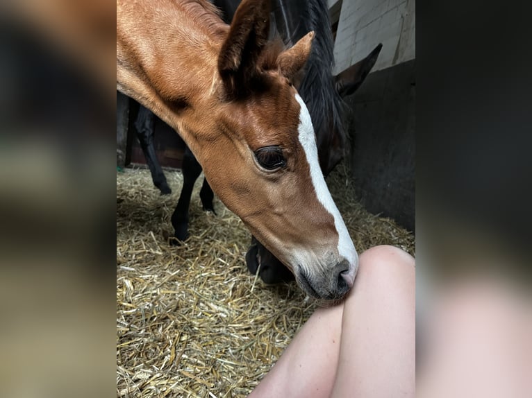 Hannoveraan Hengst Veulen (05/2026) Donkere-vos in Barwedel