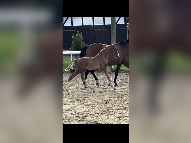 Hannoveraan Hengst veulen (05/2024) Donkere-vos in Bergisch Gladbach