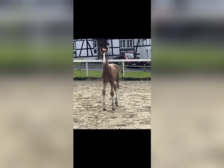 Hannoveraan Hengst veulen (05/2024) Donkere-vos in Bergisch Gladbach