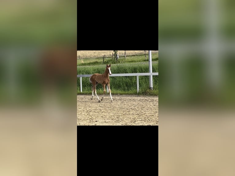 Hannoveraan Hengst veulen (05/2024) Donkere-vos in Bergisch Gladbach