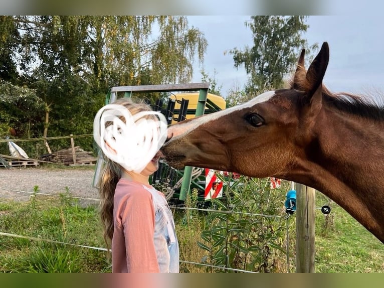 Hannoveraan Hengst veulen (06/2024) Donkere-vos in Brechen