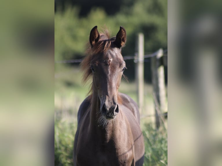 Hannoveraan Hengst Veulen (03/2025) Donkere-vos in Bergisch Gladbach