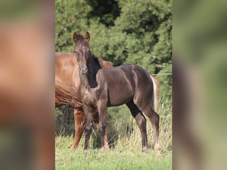 Hannoveraan Hengst Veulen (03/2025) Donkere-vos in Bergisch Gladbach