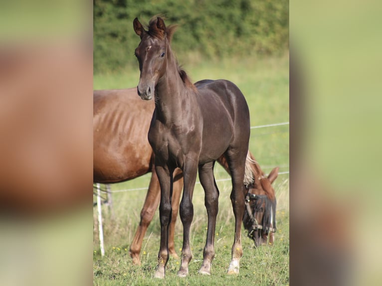 Hannoveraan Hengst Veulen (03/2025) Donkere-vos in Bergisch Gladbach