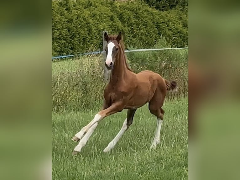Hannoveraan Hengst Veulen (01/2025) Donkere-vos in Meerstad Hannoveraan Hengst Veulen (01/2025) Donkere-vos in Meerstad