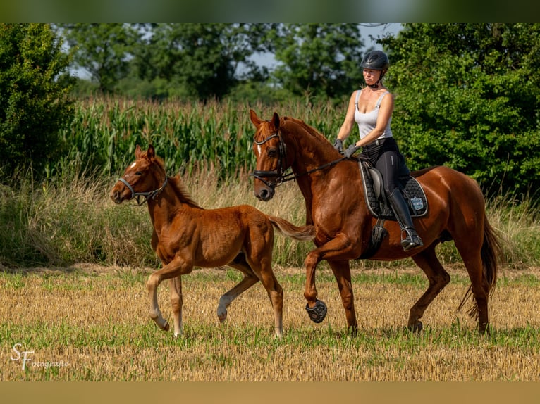 Hannoveraan Hengst veulen (05/2024) Donkere-vos in Königslutter am Elm