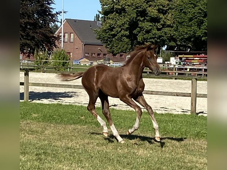 Hannoveraan Hengst Veulen (05/2025) Donkere-vos in Hamburg