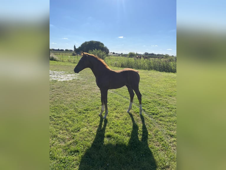 Hannoveraan Hengst Veulen (05/2025) Donkere-vos in Hamburg