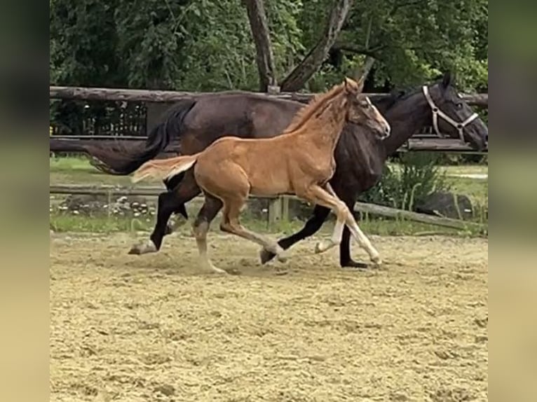 Hannoveraan Hengst Veulen (04/2025) Donkere-vos in Kevelaer
