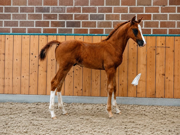 Hannoveraan Hengst Veulen (04/2026) Donkere-vos in Meppen