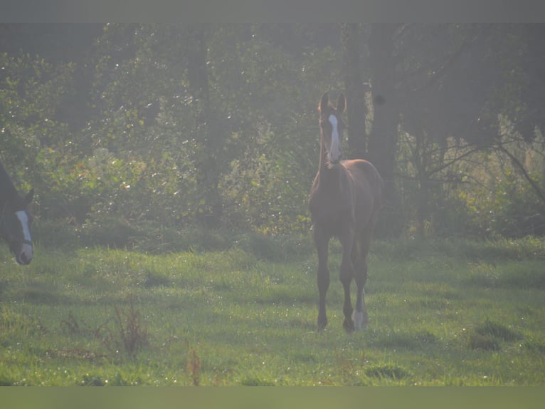 Hannoveraan Hengst veulen (05/2024) Donkere-vos in Moers