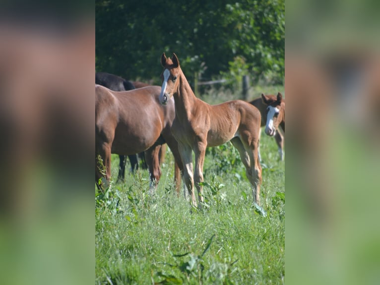 Hannoveraan Hengst veulen (05/2024) Donkere-vos in Moers