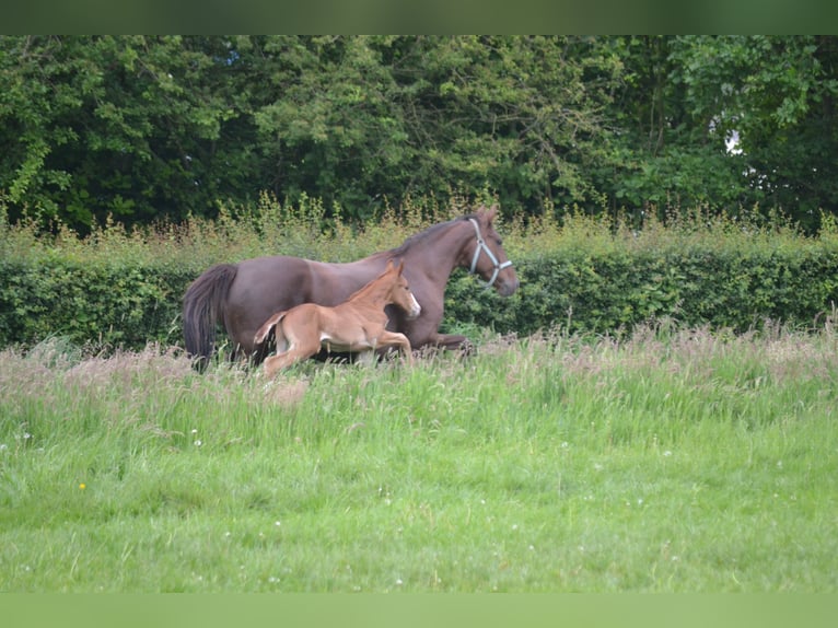 Hannoveraan Hengst veulen (05/2024) Donkere-vos in Moers