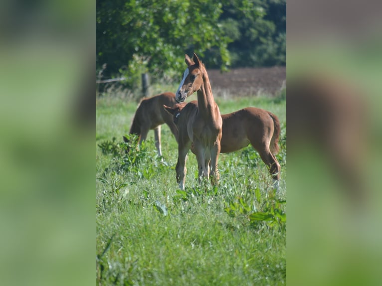 Hannoveraan Hengst veulen (05/2024) Donkere-vos in Moers