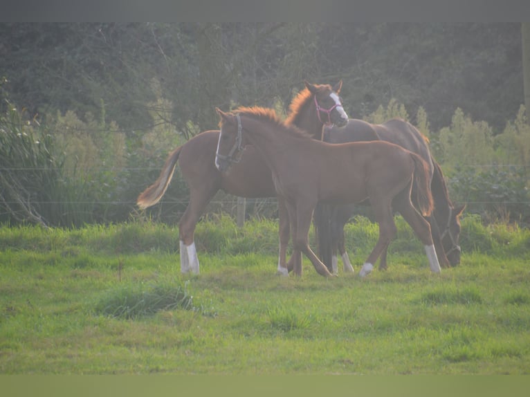 Hannoveraan Hengst veulen (05/2024) Donkere-vos in Moers