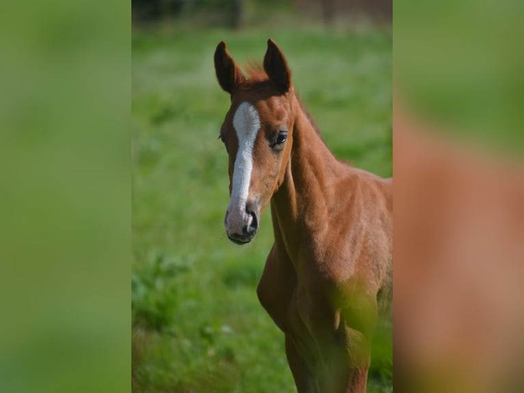 Hannoveraan Hengst veulen (05/2024) Donkere-vos in Moers