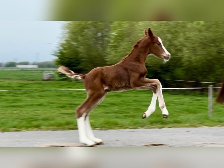 Hannoveraan Hengst  Donkere-vos in Münster