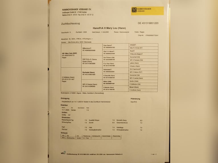 Hannoveraan Hengst Veulen (03/2026) Donkere-vos in Ohrel