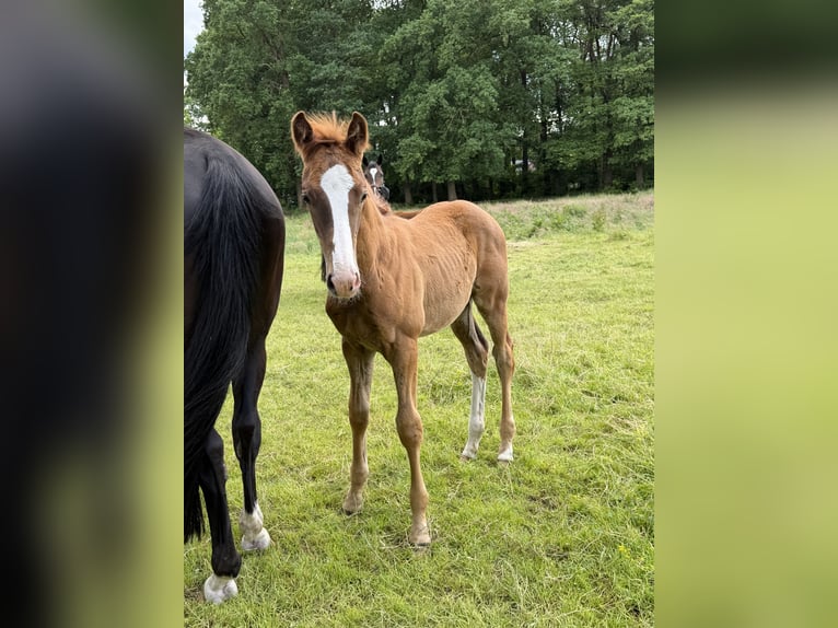 Hannoveraan Hengst Veulen (03/2026) Donkere-vos in Ohrel