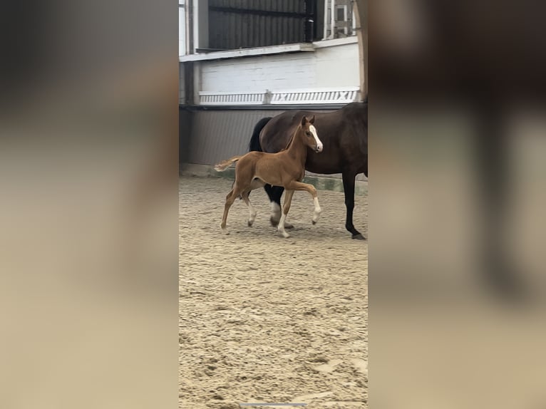 Hannoveraan Hengst veulen (06/2024) Donkere-vos in Stadthagen