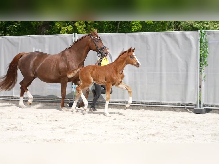 Hannoveraan Hengst  Donkere-vos in Westerstede