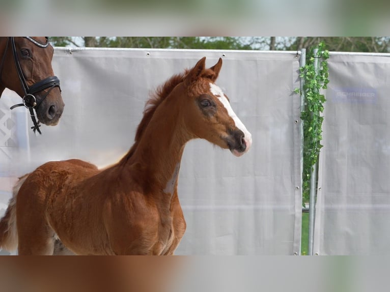 Hannoveraan Hengst  Donkere-vos in Westerstede