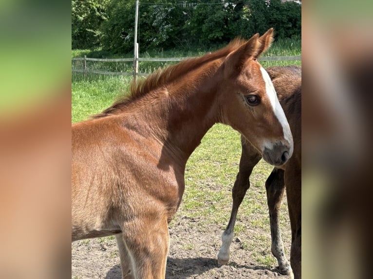 Hannoveraan Hengst  Donkere-vos in Neustadt am R&#xFC;benberge