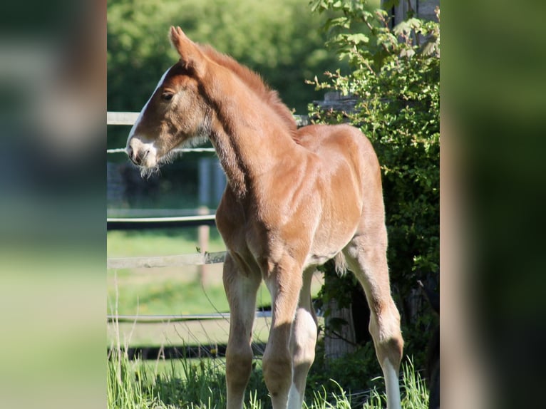 Hannoveraan Hengst  Donkere-vos in Neustadt am R&#xFC;benberge
