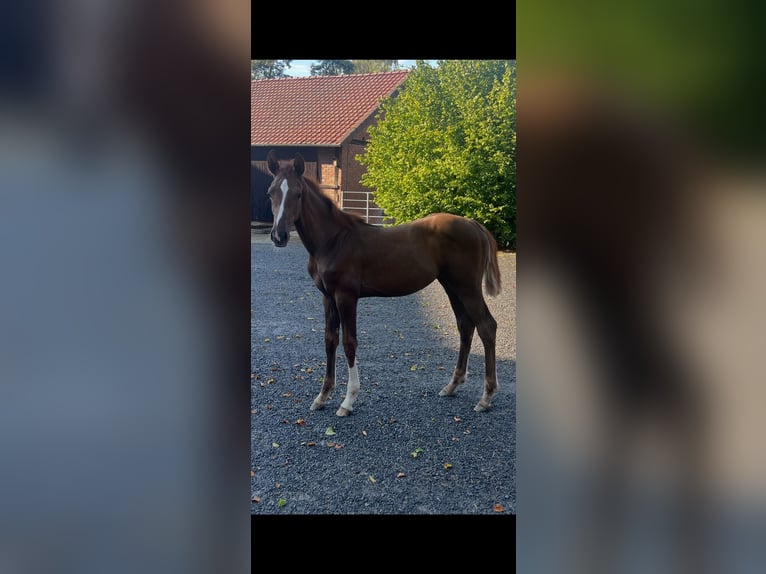 Hannoveraan Hengst Veulen (04/2026) Donkere-vos in Petershagen