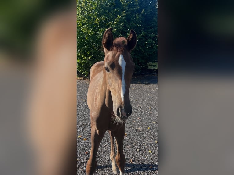 Hannoveraan Hengst Veulen (04/2026) Donkere-vos in Petershagen
