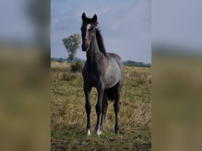 Hannoveraan Hengst Veulen (02/2025) kan schimmel zijn in Bramstedt
