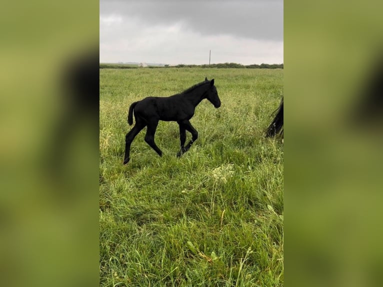 Hannoveraan Hengst veulen (05/2024) kan schimmel zijn in Königslutter am Elm