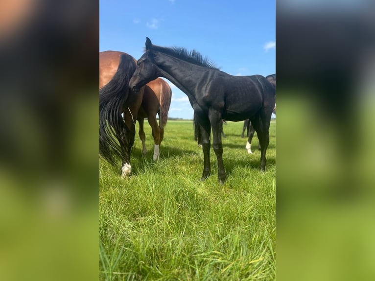 Hannoveraan Hengst veulen (05/2024) kan schimmel zijn in Königslutter am Elm