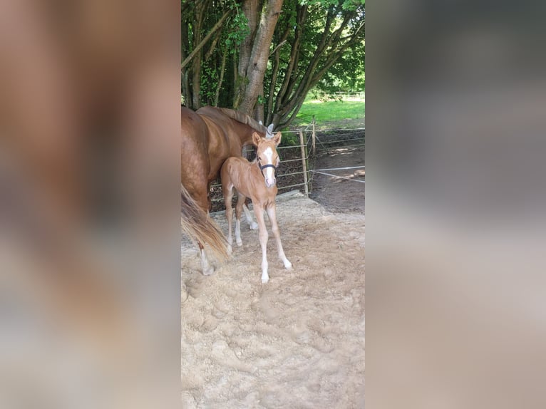 Hannoveraan Hengst  Palomino in Fulda