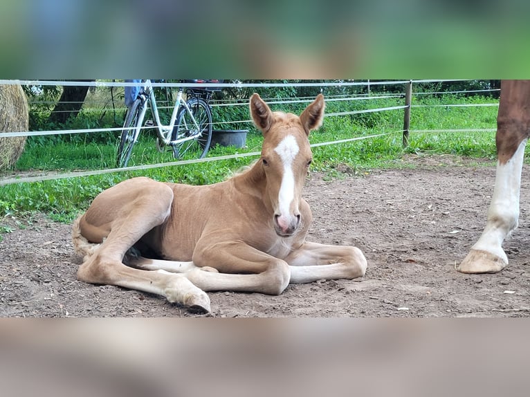 Hannoveraan Hengst  Palomino in Fulda