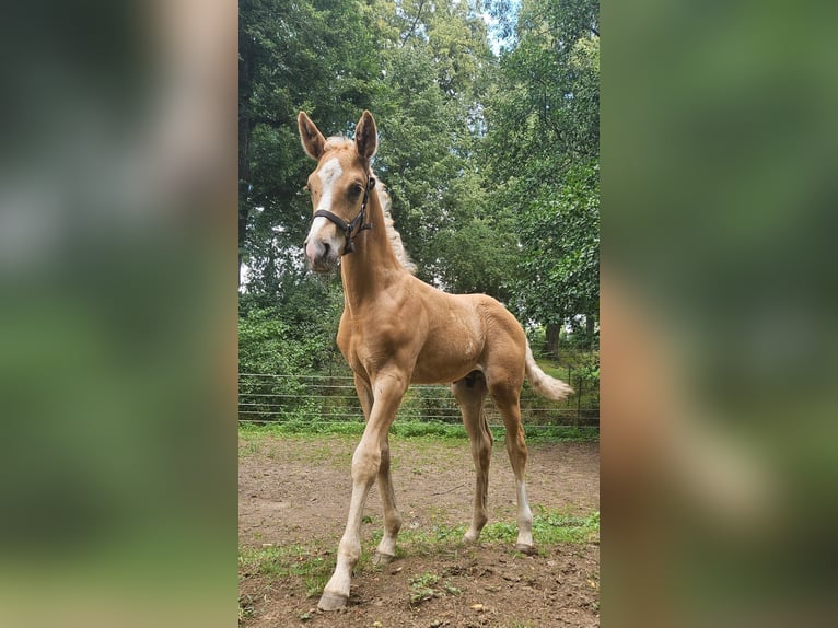Hannoveraan Hengst Veulen (06/2025) Palomino in Fulda