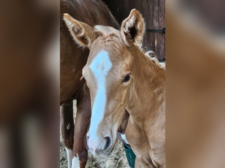 Hannoveraan Hengst  Palomino in Fulda