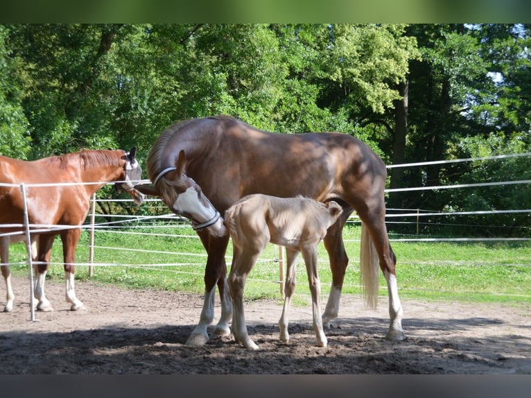 Hannoveraan Hengst  Palomino in Fulda