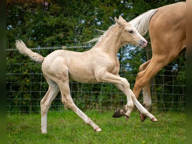 Hannoveraan Mix Hengst veulen (06/2024) Palomino in Derbyshire