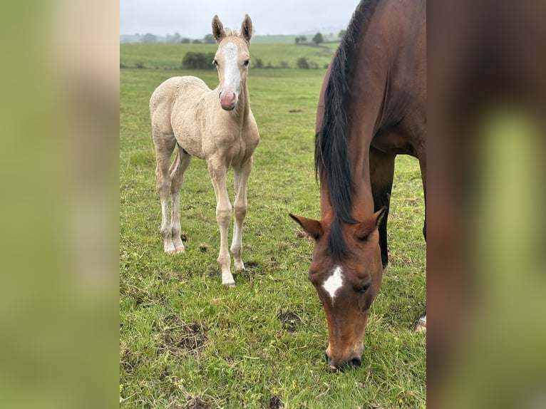 Hannoveraan Mix Hengst veulen (06/2024) Palomino in Derbyshire