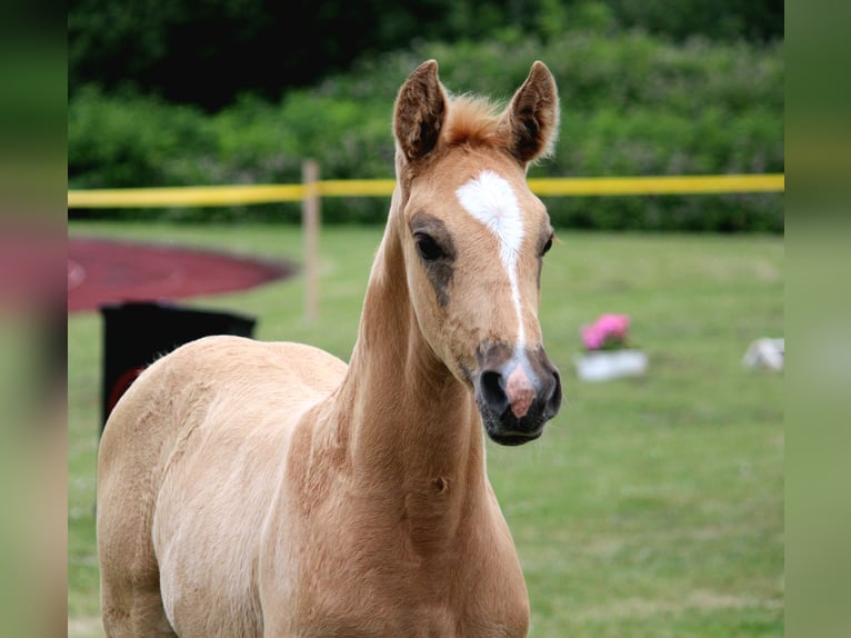 Hannoveraan Hengst Veulen (05/2026) Palomino in Hohenhameln