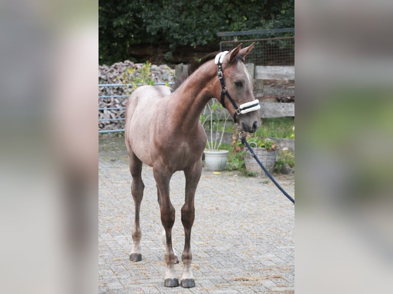 Hannoveraan Hengst Veulen (04/2025) Rood schimmel in Osterwald