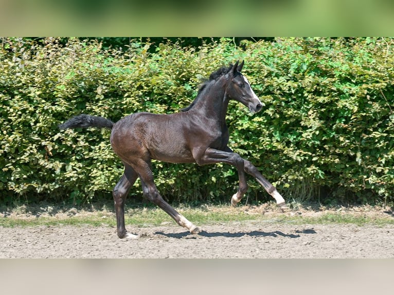 Hannoveraan Hengst veulen (01/2024) Schimmel in Mönchengladbach