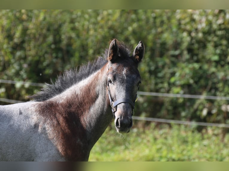 Hannoveraan Hengst veulen (06/2024) Schimmel in Scheeßel