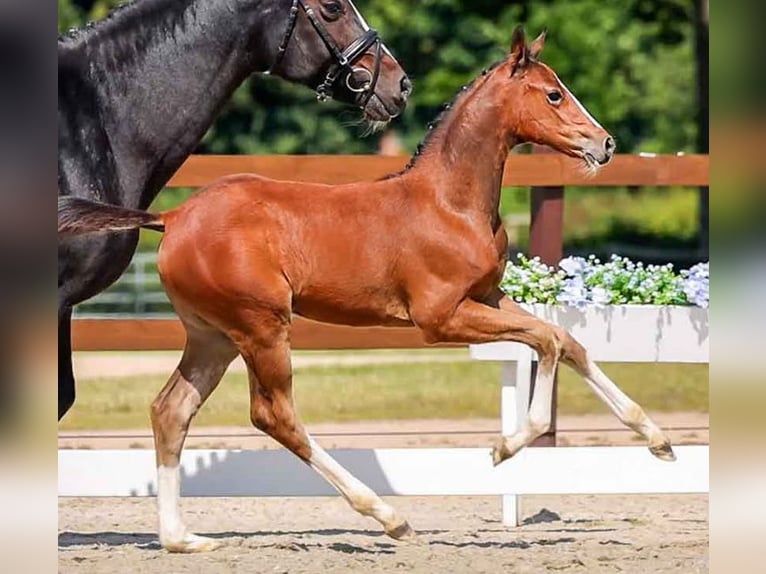 Hannoveraan Hengst Veulen (04/2025) in B&#xFC;ckeburg