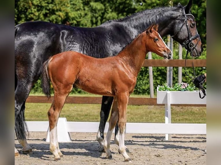 Hannoveraan Hengst Veulen (04/2025) in B&#xFC;ckeburg