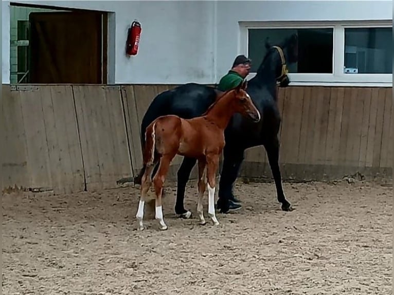 Hannoveraan Hengst  Vos in Barenburg