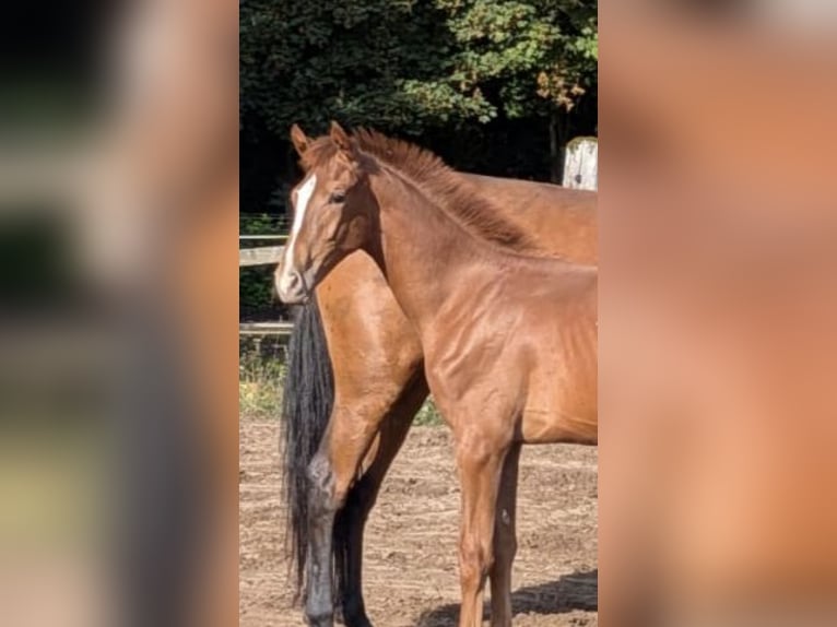 Hannoveraan Hengst Veulen (02/2026) Vos in Binnen