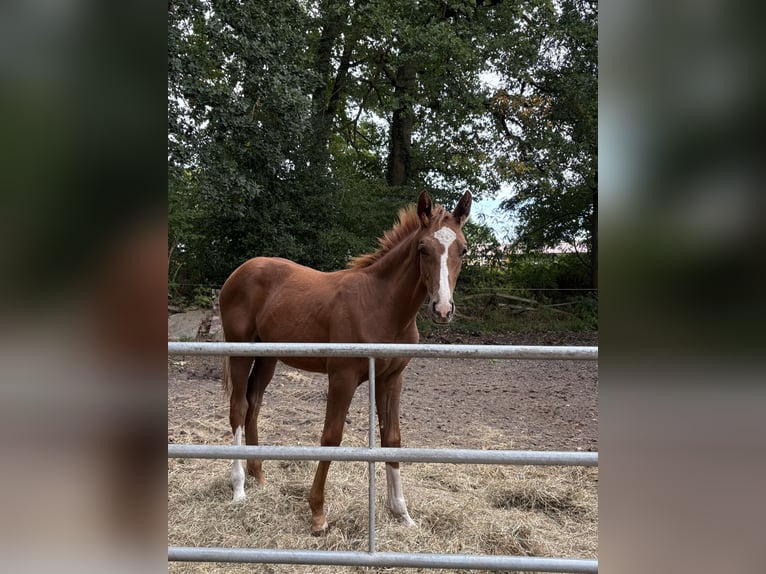Hannoveraan Hengst Veulen (05/2025) Vos in Visselh&#xF6;vede
