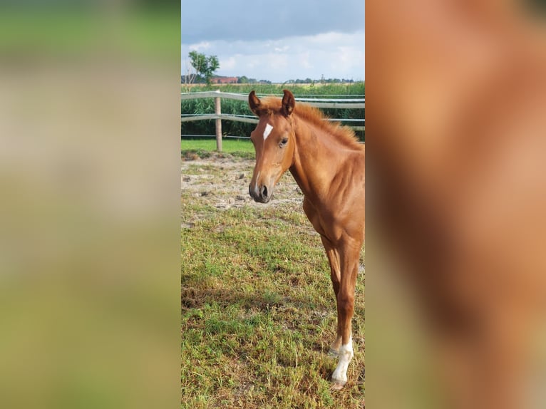 Hannoveraan Hengst Veulen (03/2025) Vos in Dornum Nesse